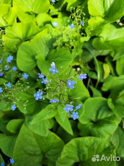 Садовые цветы и кустарники