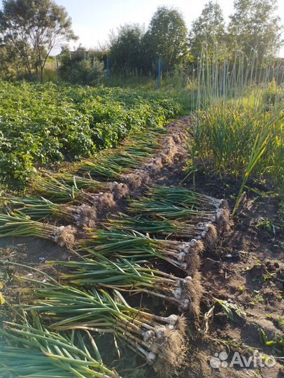 Продам чеснок