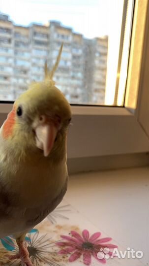 Попугай корелла мальчик ручной с клеткой