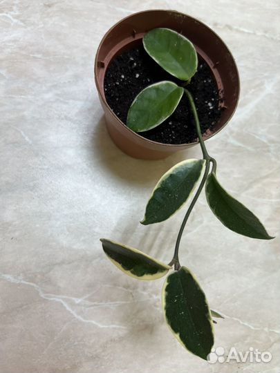 Хойя кримсон квин