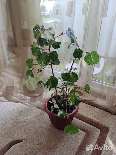 Бонсай кармона и другие