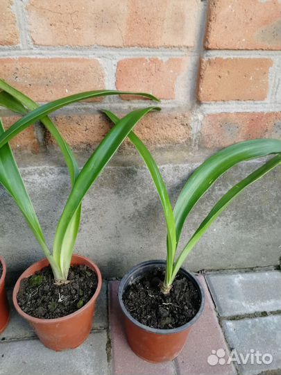 Гиппиаструм