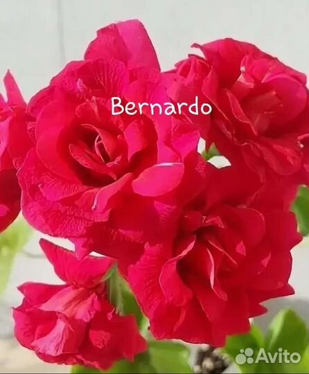 Пеларгония плющелистная