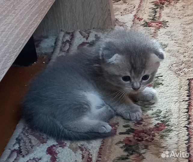 Шотландские котята