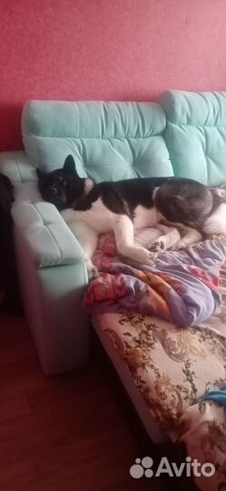 Американская акита вязка