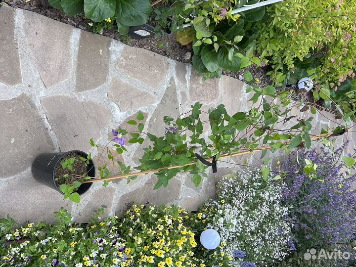 Клематис Тайга