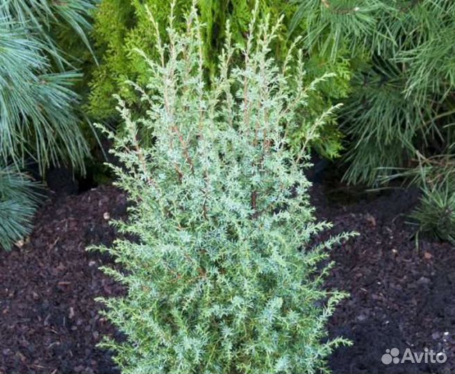 Можжевельник