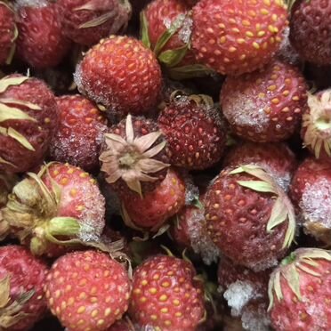 Замороженная полевая клубника