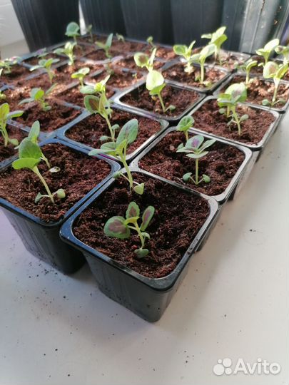 Колеус рассада