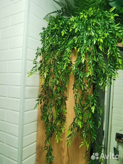 Ампельная зелень, лиана