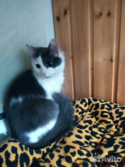 Котята Лисенок и Китти ищут дом