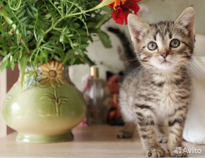 Котенок Рыська ищет дом