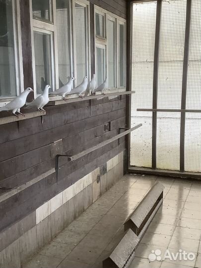 Выпуск голубей