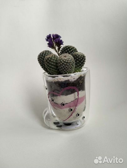 Подарок на 8марта / Живые цветы/ Флорариум