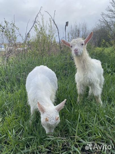 Козлята