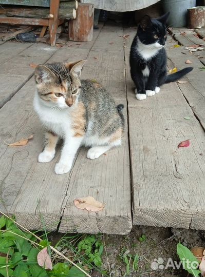 Отдам даром котёнка