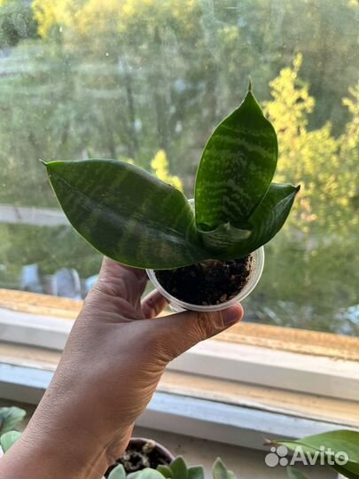 Традесканция, сансиеверия, фиалочка