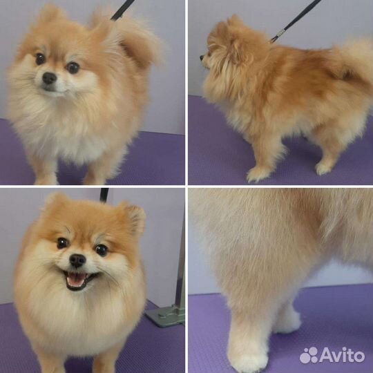 Грумер. Стрижка собак. Груминг. Тримминг