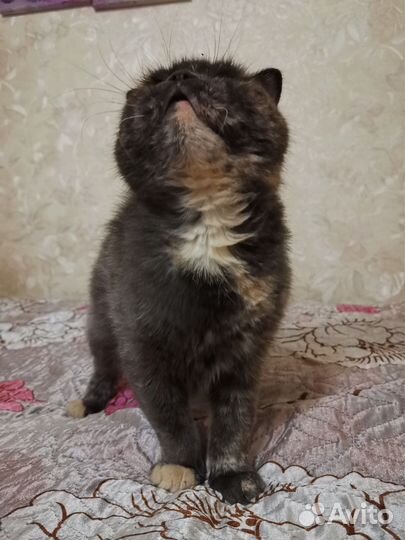 Шотландская вислоухая