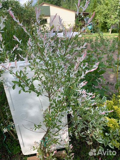 Японская ива Хакуро-Нишики