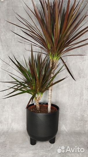 Пальма драцена Маргината