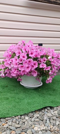 Рассада петунии