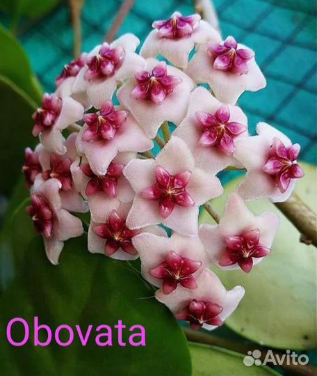 Хойя Minibelle, Krinkle-8, Obovata