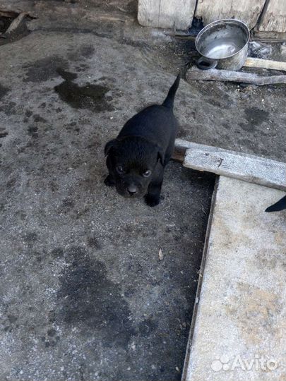 Собака в добрые руки отдам бесплатно