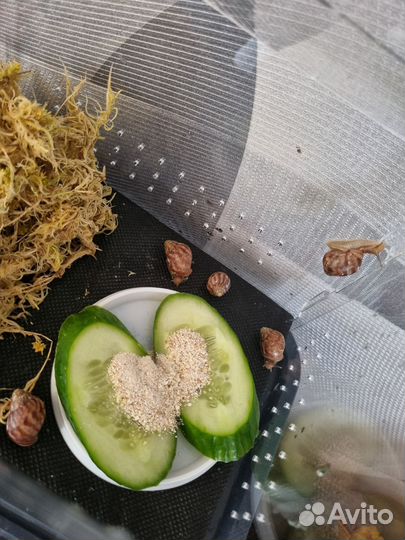 Улитки ахатины