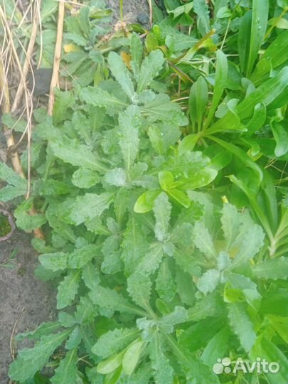 Обменяю цветы на ведро огурцов