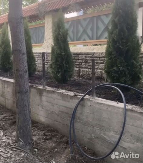 Туя с доставкой