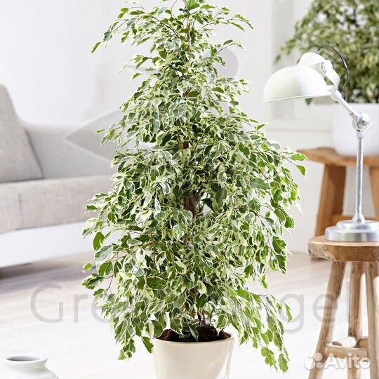 Комнатные цветы растение фикус Твилайт