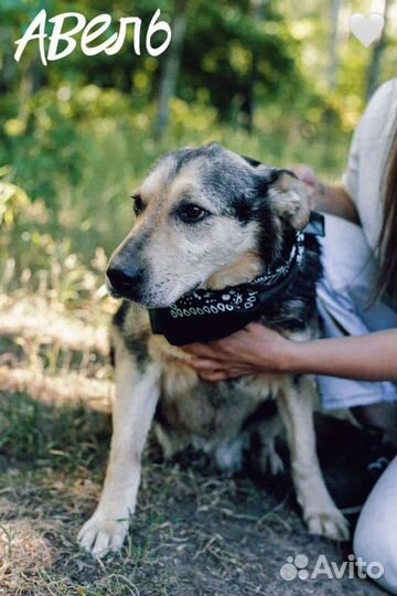 Авель из приюта ждёт хозяина