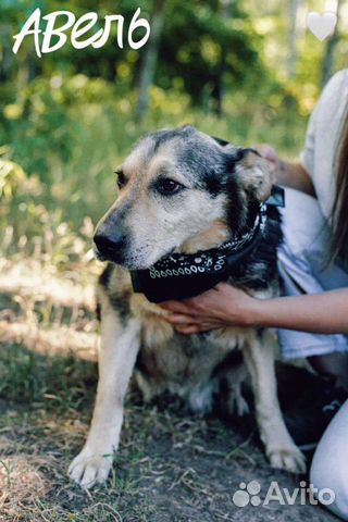 Авель из приюта ждёт хозяина