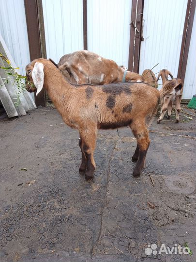 Нубийские козлята