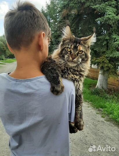 Кистястые мейн куны из питомника