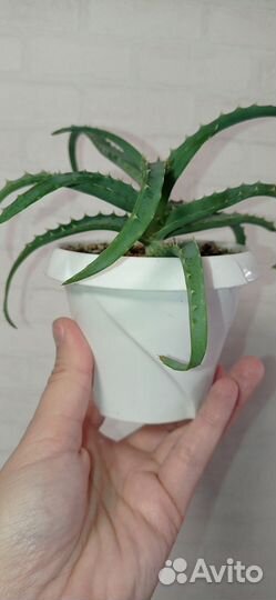 Алоэ лечебный в горшке 0.2 л