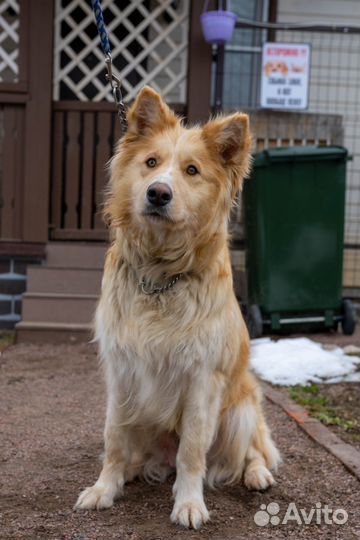 Собака ищет дом