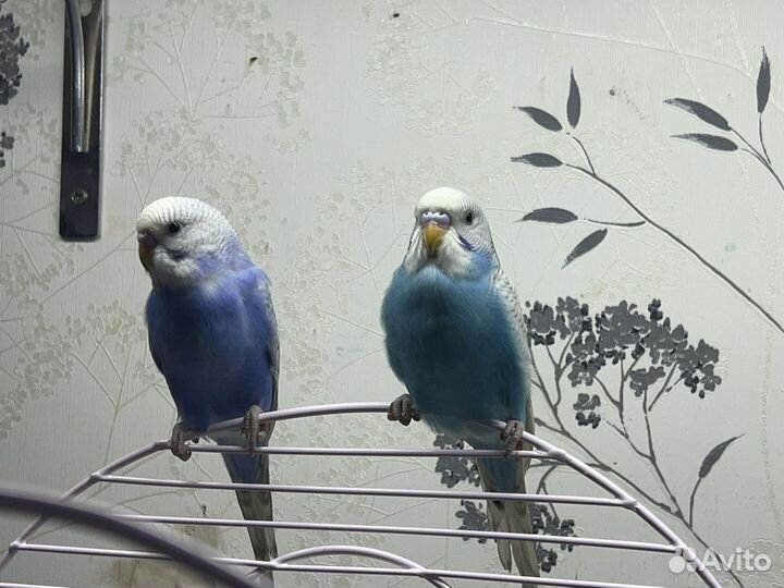 Волнистый попугай самец