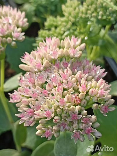 Седум (очиток) видный