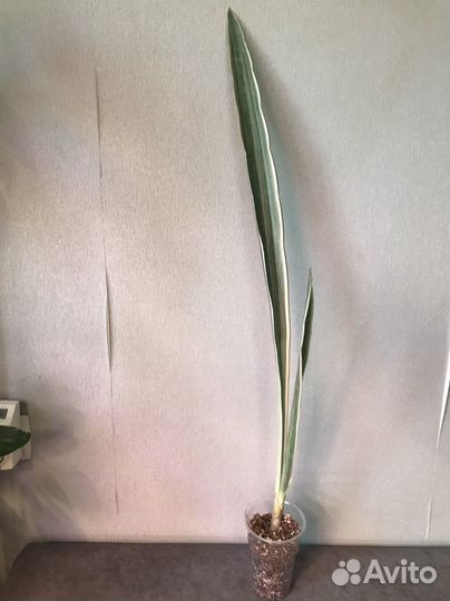 Сансевиерии