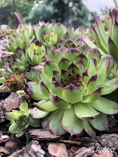 Молодило каменная роза