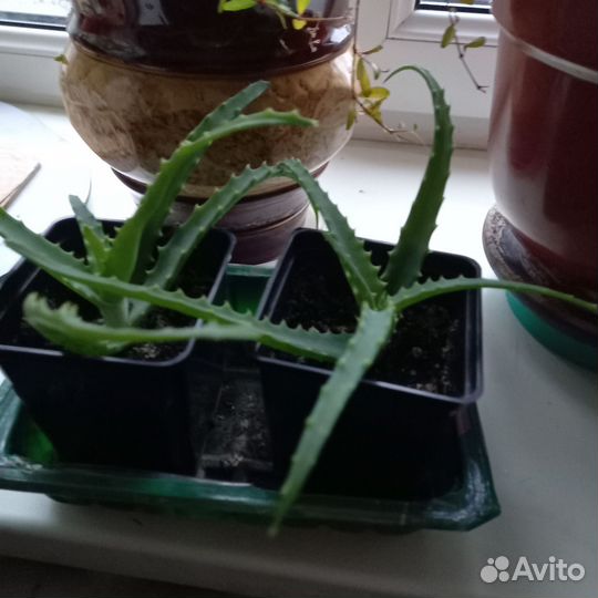 Алоэ