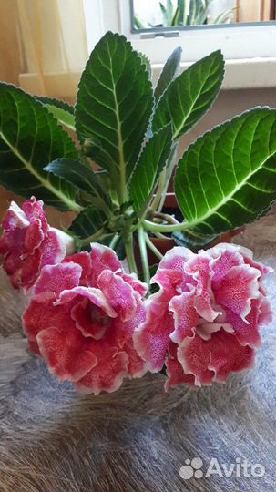 Глоксинии, тидеи