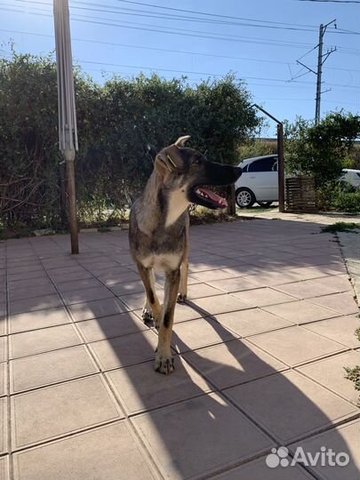 В добрые руки