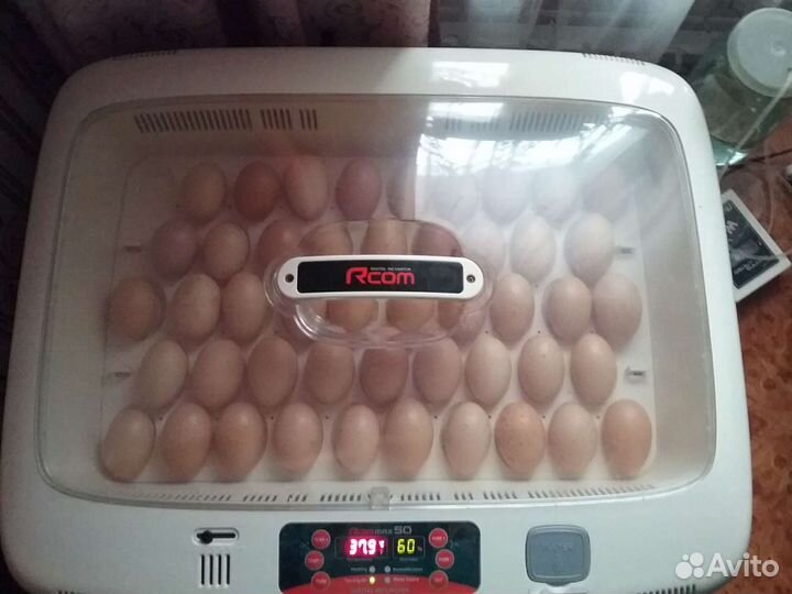 Билефельдер