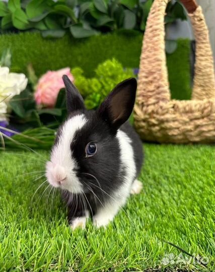 Выбор кроликов мини