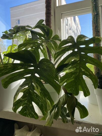 Монстера вариегатная альба