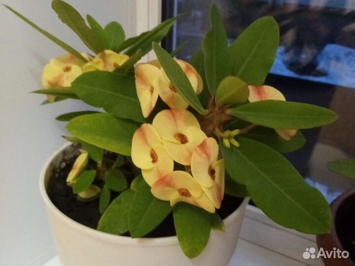 Комнатный цветок 40 см