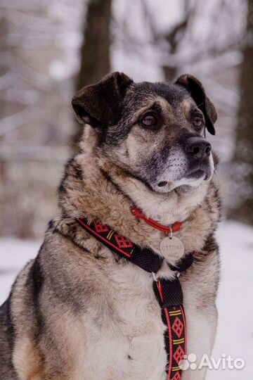 Собака из приюта бесплатно в добрые руки